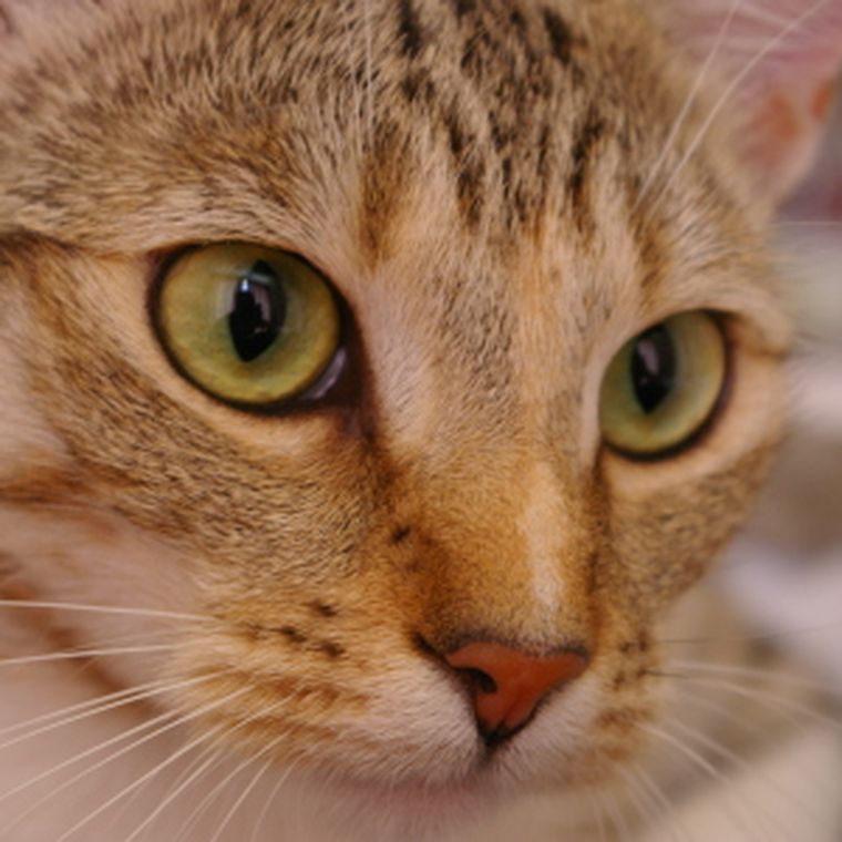 Originalfoto einer Katze