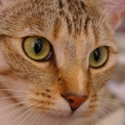 Vorlage: Katze